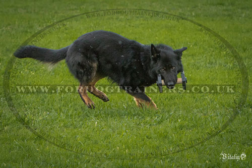 IPO Dog training dumbbell